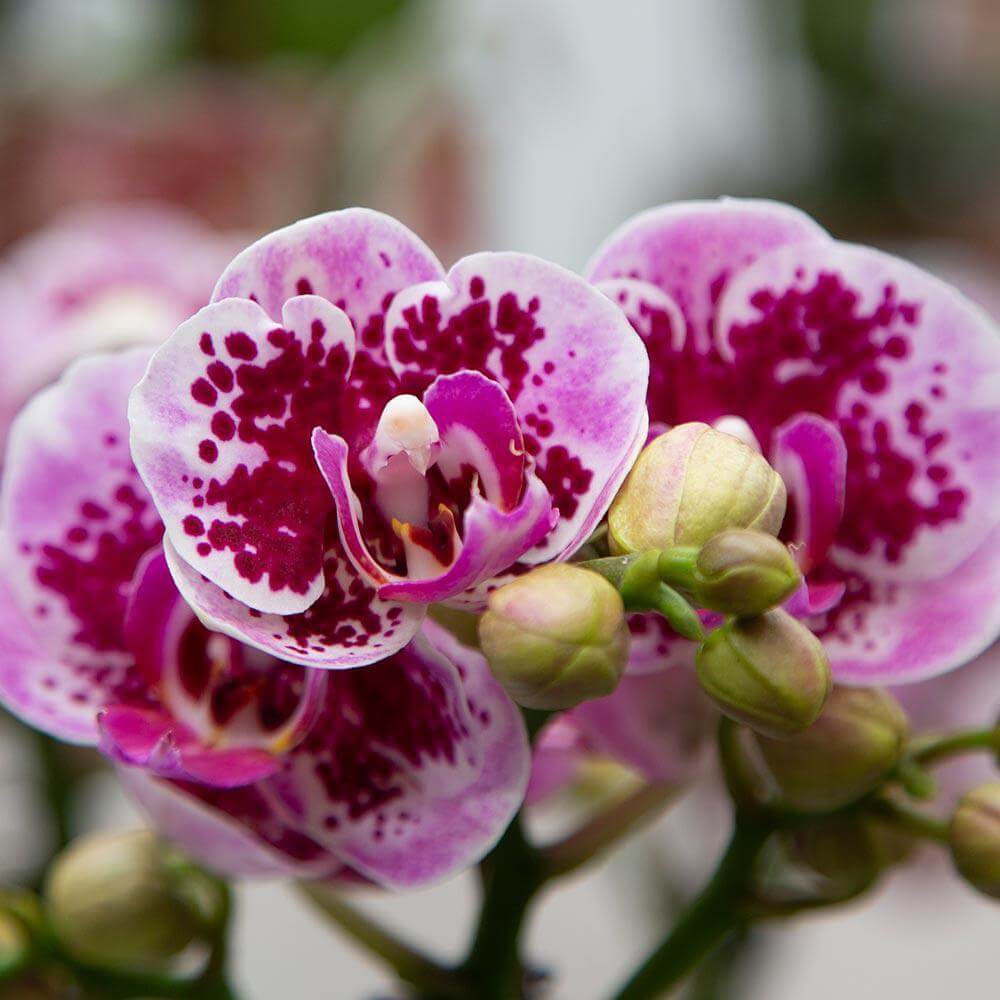 Prachtige roze paarse Phalaenopsis orchidee met unieke patronen, onderdeel van de Diamond lijn, vers uit El Salvador in potmaat Ø9cm.