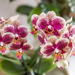 Geel rode Phalaenopsis orchidee uit de Diamond lijn, bloeiende kamerplant in potmaat Ø9cm - vers van de kweker, opvallende patronen.