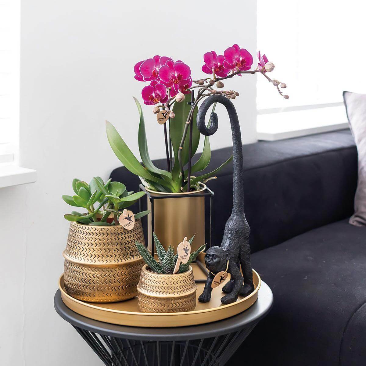 Paarse phalaenopsis orchideeën in gouden sierpot op een tafel met stijlvolle planten en decoraties in een moderne woonkamer.