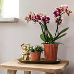 Kolibri Orchids set met geel rode Phalaenopsis orchidee en Rhipsalis in terracotta potten op een gouden dienblad, geplaatst op een houten tafel.