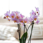 Romantische roze Phalaenopsis orchidee plantenset van Kolibri Company in een stijlvolle keramieken pot, perfect voor interieurdecoratie.