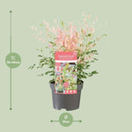 Nandina dom. 'Twilight' ® plant in a 19cm pot, height 30-40cm, showcasing its attractive foliage for gardens in cold regions.