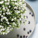 White Campanula Addenda in 12cm pot, winterharde plant, on table with decorative berries.