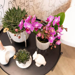 Paars/roze Phalaenopsis orchidee op een tafel naast vetplanten in sierpotten, kamerplant voor een natuurlijk interieur.