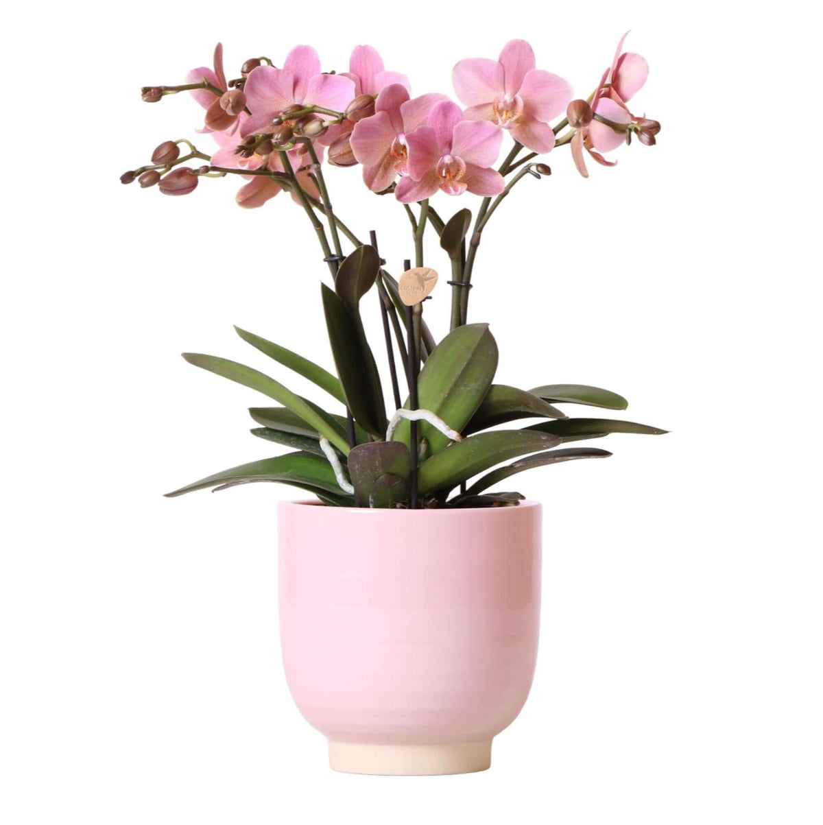 Roze Phalaenopsis orchidee Jewel Treviso in cilindervormige roze Glazed sierpot met golvend patroon - Ø12cm bureaublad decoratie.