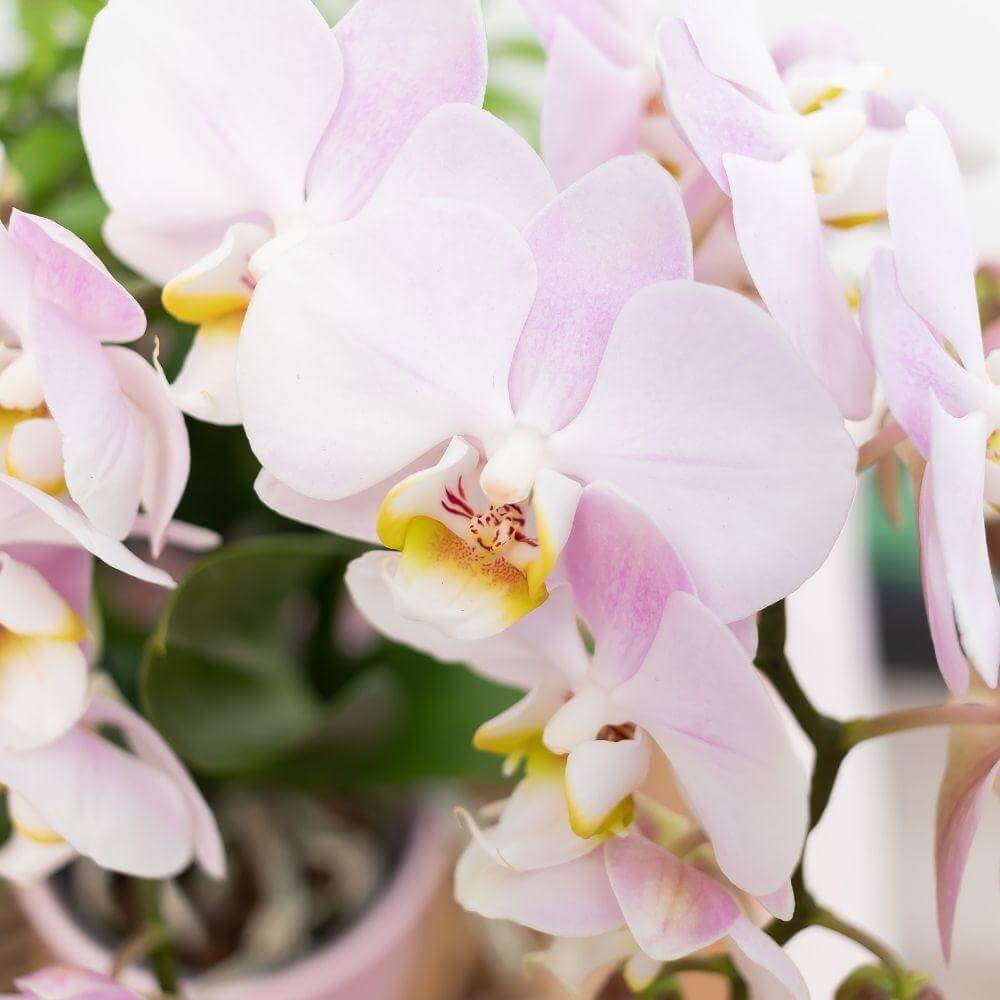 Roze Phalaenopsis orchidee Andorra in bloei met sierpot en gouden rand, perfecte toevoeging aan elk interieur.