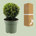 Ilex Crenata 'Jenny'® Ball Ø20cm P17 winterharde buitenplant in pot met verpakking