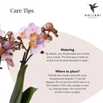 Kolibri Orchids verzorgingstips, zachtroze Phalaenopsis Andorra met zorginstructies voor water geven en plaatsing in huis.