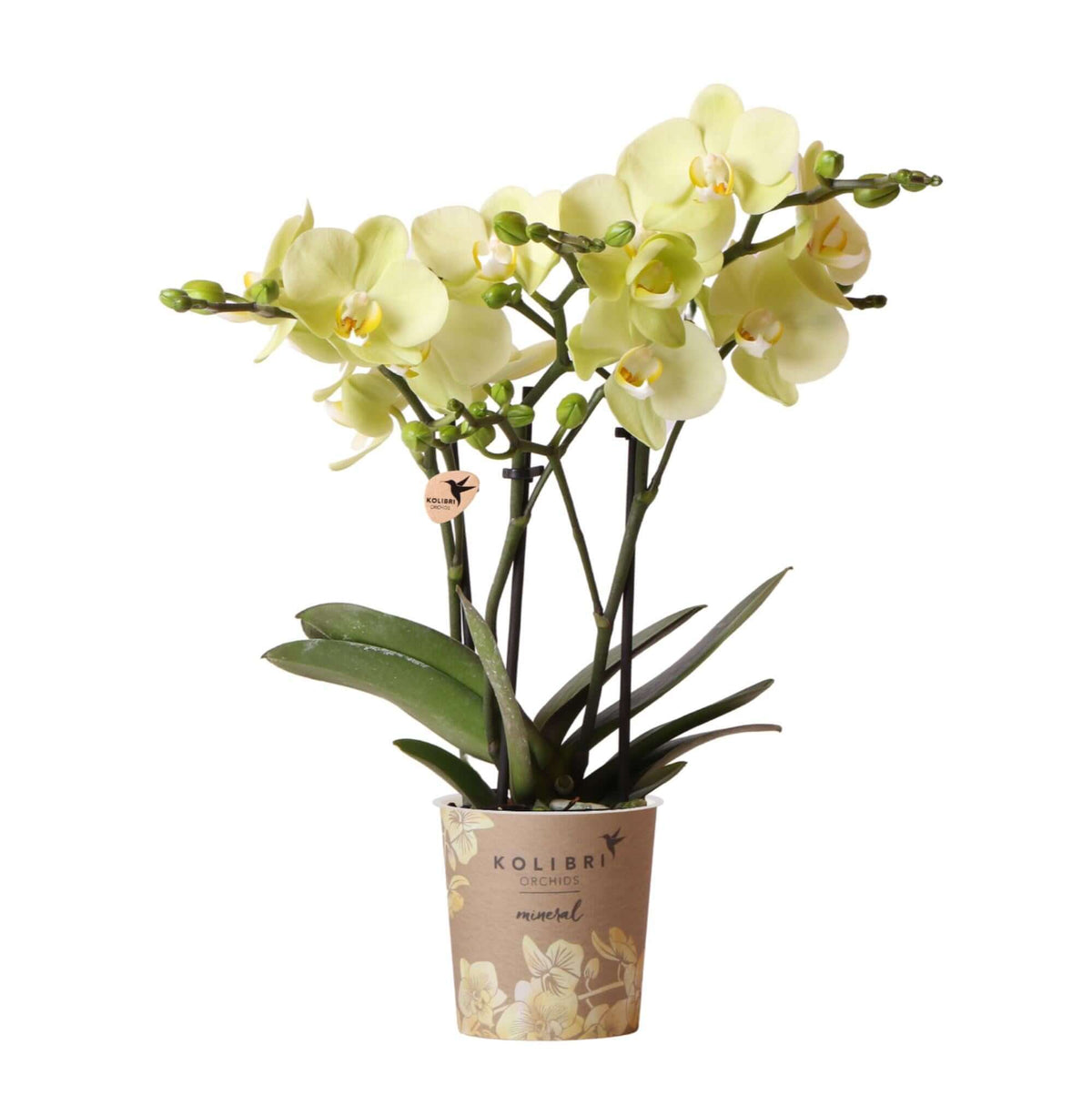 Gele Phalaenopsis orchidee in potmaat Ø9cm, bloeiende kamerplant van Kolibri Orchids, perfecte decoratie voor jouw interieur.