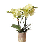 Gele Phalaenopsis orchidee in potmaat Ø9cm, bloeiende kamerplant van Kolibri Orchids, perfecte decoratie voor jouw interieur.