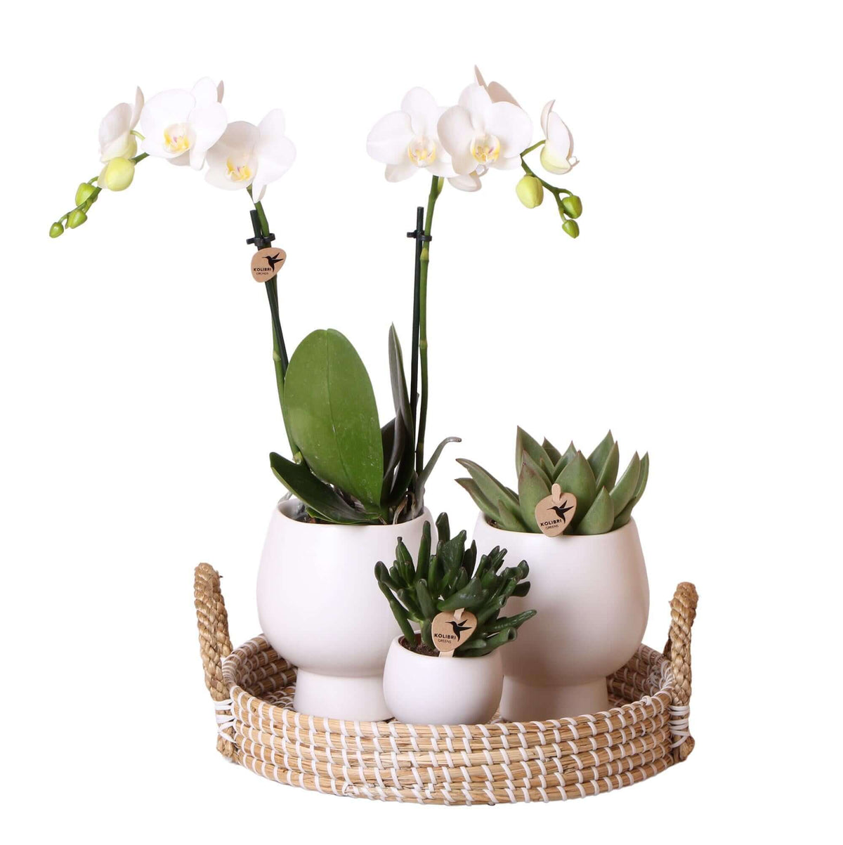 Planten set met witte Phalaenopsis en succulenten in witte keramieken sierpotten op een rieten plateau.