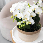 Witte orchideeën set in rieten mand met zelfvoorzienend waterreservoir, drie witte orchideeën van 12cm, Mono Bouquet uit de Jewel collectie.