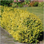 Gele Kardinaalsmuts haagplant - Euonymus 'Emerald Gold' - winterharde, wintergroene plant voor tuinafscheiding - 1 meter hoog, dichtbegroeide haag.