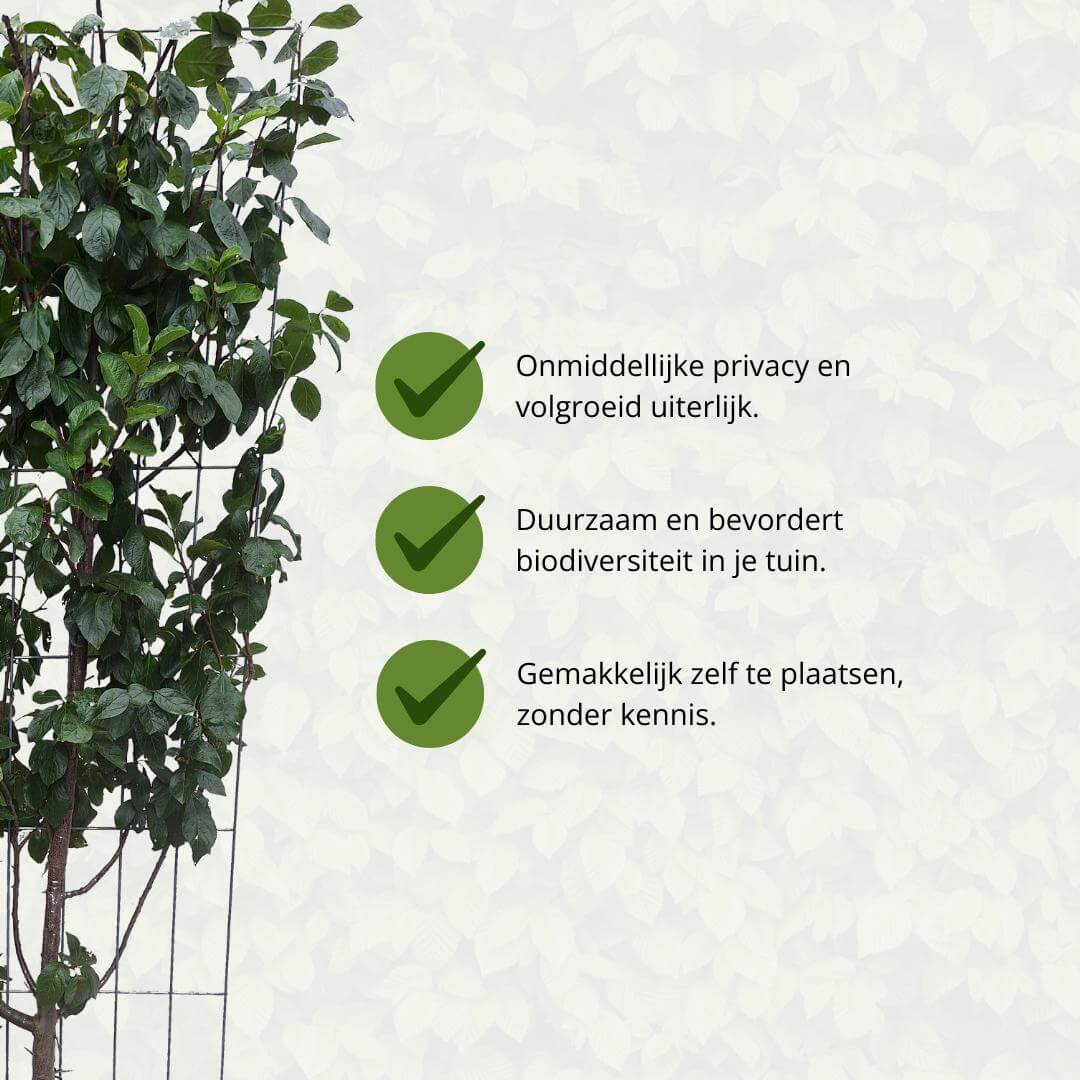 Prunus Duo Kers haag biedt onmiddellijke privacy, duurzame biodiversiteit en eenvoudige plaatsing, winterharde en wintergroene plant.