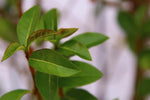 Close-up of Ligustrum ovalifolium leaves, a winterharde and wintergroene plant ideal for hedges and gardens.