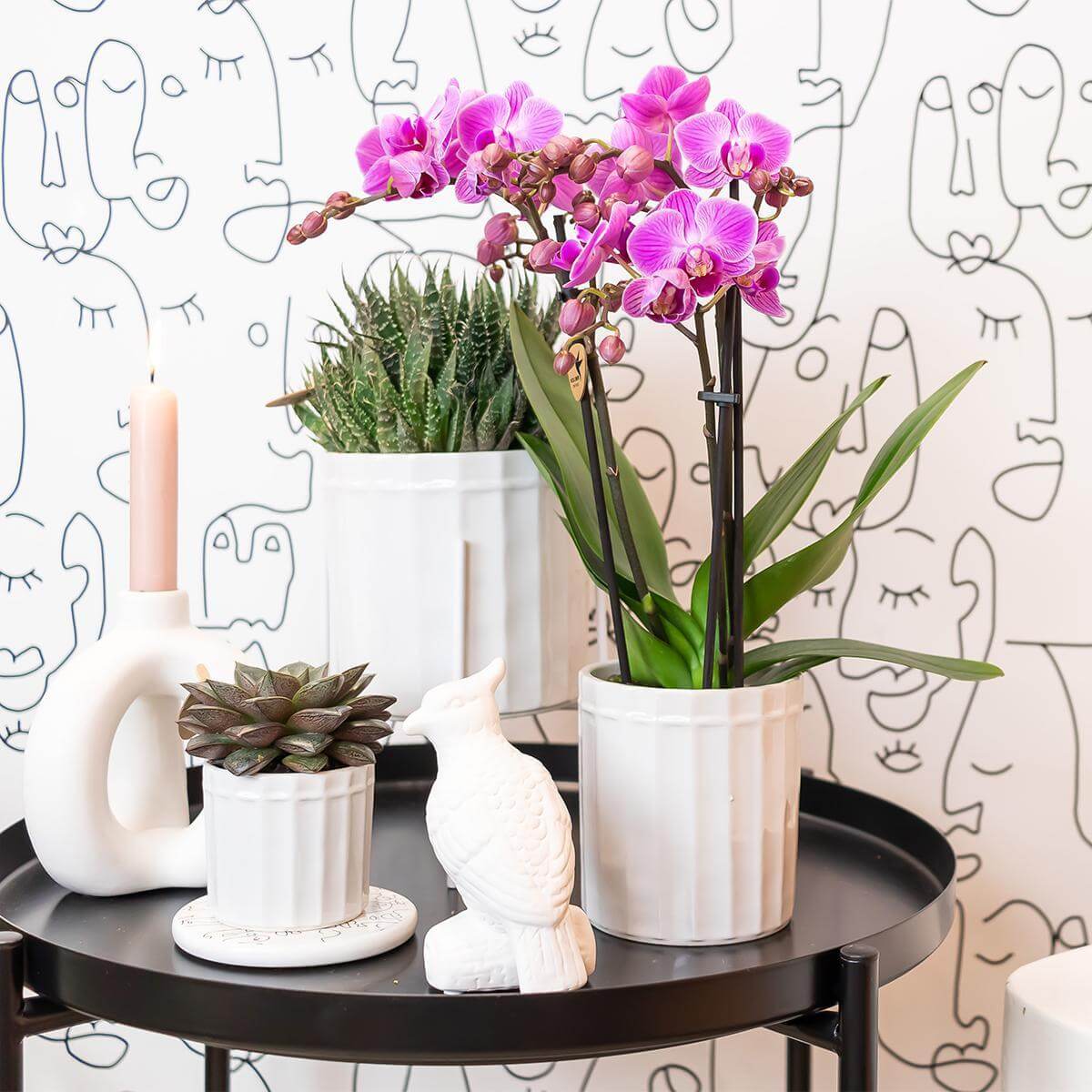 Paarse Phalaenopsis orchidee in witte pot op zwarte tafel met decoratieve planten en kaars.