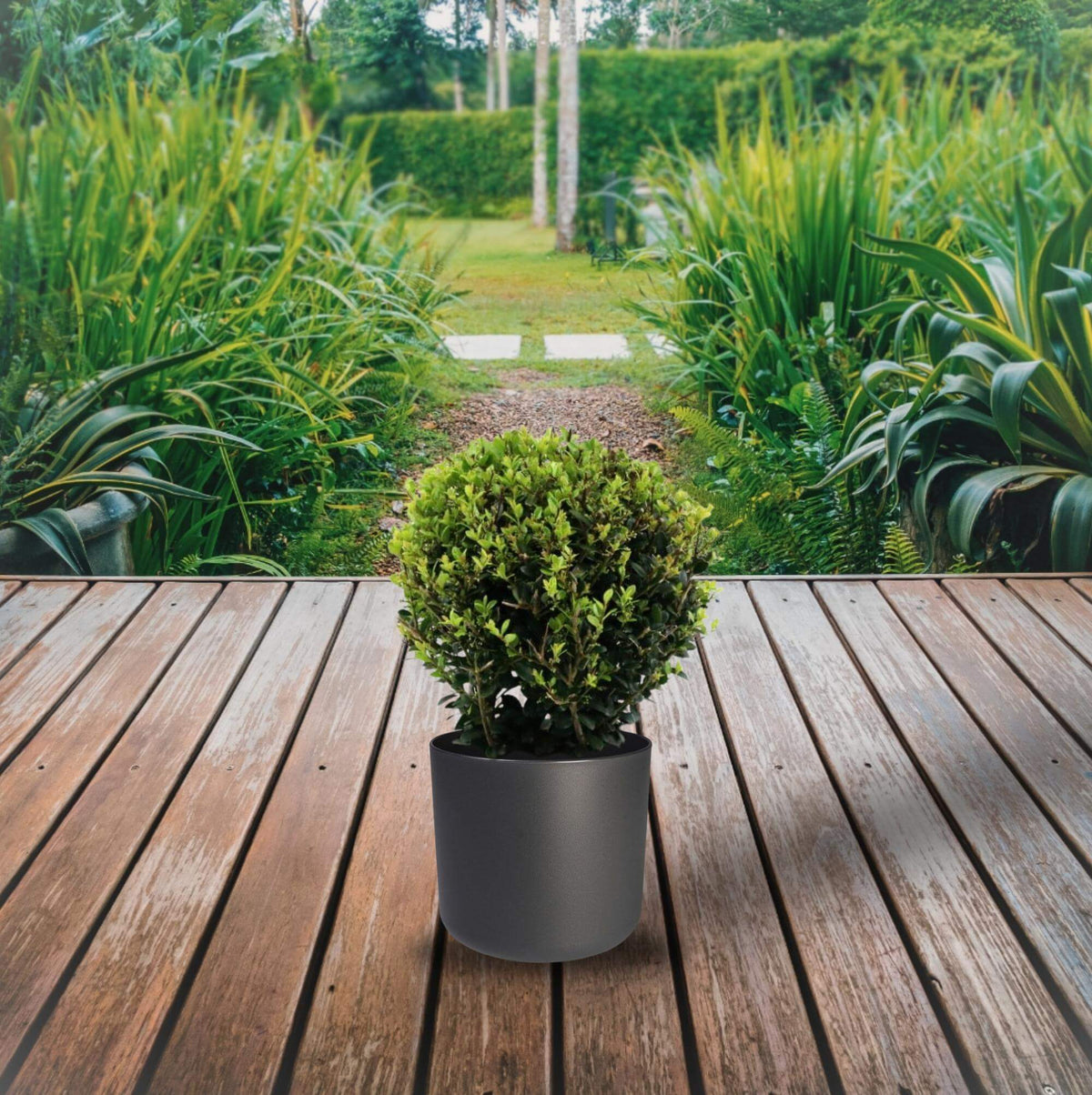 Ilex Crenata 'Jenny'® Ball Ø20cm P17 in pot on wooden deck with garden background, winterharde plant, wintergroene plant, plant winter