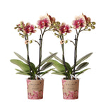 COMBI DEAL van 2 geel rode Phalaenopsis orchideeën in potmaat Ø9cm - Bloeiende kamerplant met unieke patroon en warme kleuren.