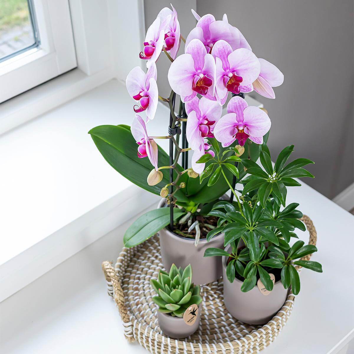 Roze Niagara Fall Phalaenopsis orchidee in Ø12cm pot op tafel met andere kamerplanten, luxe bloeiende kamerplant voor elk interieur