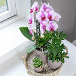 Roze Niagara Fall Phalaenopsis orchidee in Ø12cm pot op tafel met andere kamerplanten, luxe bloeiende kamerplant voor elk interieur