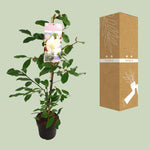 Michelia Fairy Magnolia Blush - Ø19 - ↨70cm