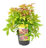 Nandina dom. 'Blush Pink'® – Winterharde wintergroene plant in pot Ø19cm, hoogte 30cm, ideaal voor wintertuin.