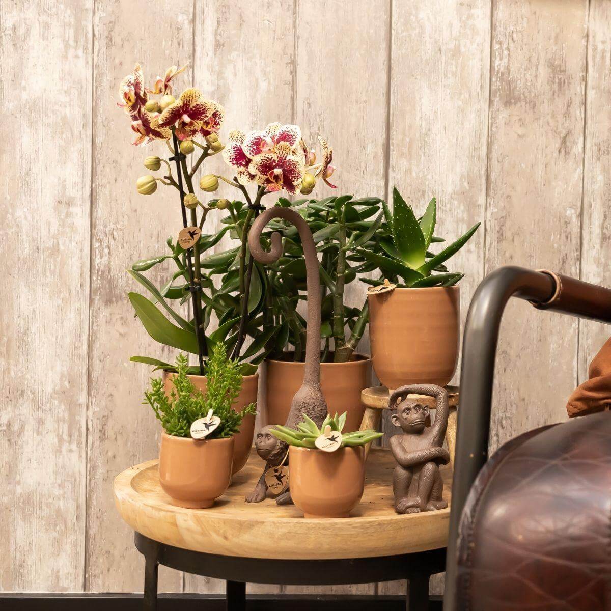 Kolibri Orchids Geel rode Phalaenopsis in cognackleurige sierpot op houten tafel met andere kamerplanten en decoraties.