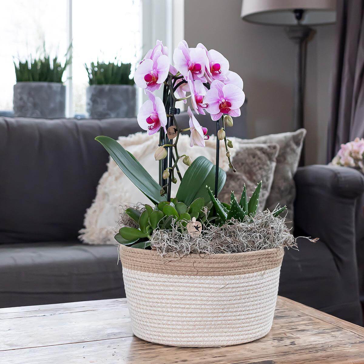 Roze Phalaenopsis Niagara Fall orchidee bloeiende kamerplant in stijlvolle pot op houten tafel in woonkamer.