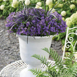 Ambella purple Campanula in white pot on garden table, displaying vibrant purple flowers.