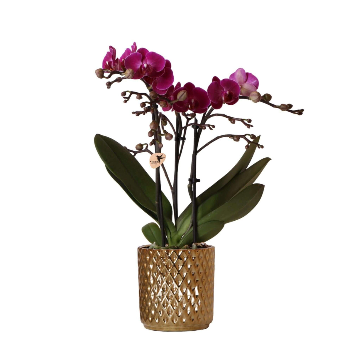 Paarse Phalaenopsis orchidee in gouden Diamond sierpot, potmaat Ø9cm, 35cm hoog, bloeiende kamerplant voor chique interieur.