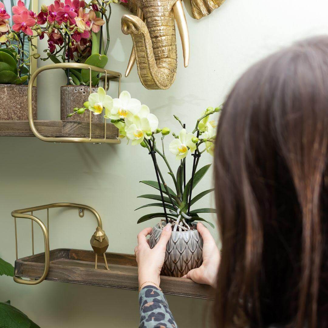 Vrouw plaatst gele Phalaenopsis Orchidee in een sierpot op een plank, interieur met kleurrijke bloemen en decoraties.