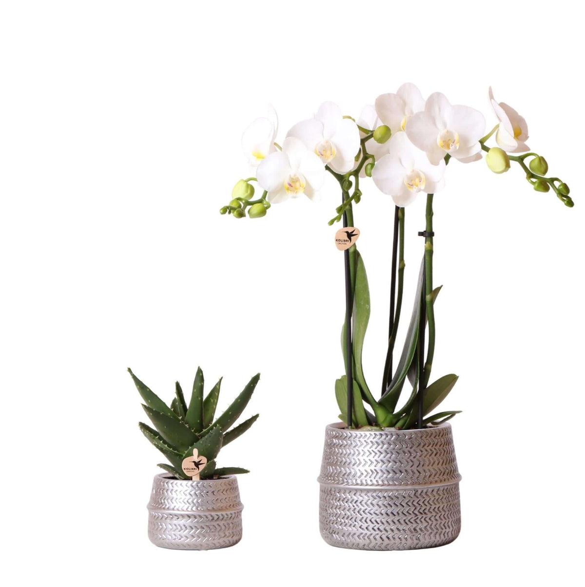 Planten set Groove zilver met witte Phalaenopsis orchidee Amabilis en groene succulent Aloe Brevifolia in zilveren keramieken sierpotten