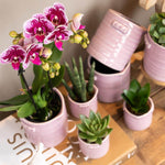 Roze paarse phalaenopsis orchidee in pot naast verschillende kamerplanten op tafel.