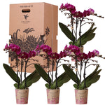 Verrassingsbox met 4 eenkleurige Kolibri Orchideeën in potten voor plantenliefhebbers - vers van de kweker.