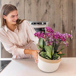 Vrouw met paarse Kolibri Orchids in katoenen mand met waterreservoir in moderne keuken