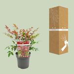 Nandina dom. 'Obsessed' ® winterharde plant in pot naast verzenddoos, wintergroene plant geschikt voor tuin en landschap.