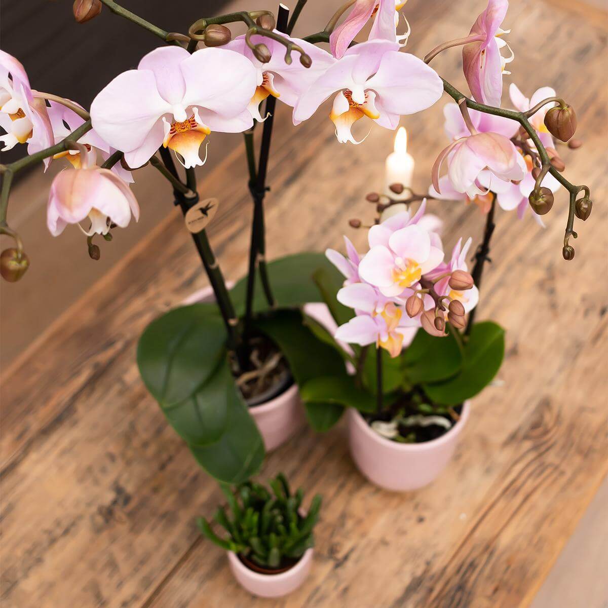 Oud roze Phalaenopsis orchidee in roze Glazed sierpot op houten tafel, met cilindervormige pot en subtiel golvend patroon.