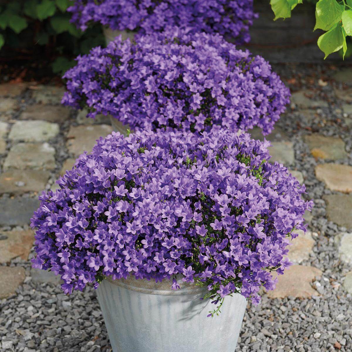 Purple Campanula Addenda in a pot on a gravel path, showcasing its vibrant blooms and suitability as a hardy garden plant.