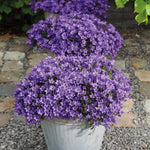 Purple Campanula Addenda in a pot on a gravel path, showcasing its vibrant blooms and suitability as a hardy garden plant.