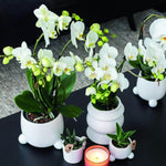 Twee witte Phalaenopsis orchideeën - Amabilis - in witte potten op tafel met kaars en vetplanten. Elegante bloeiende kamerplanten.