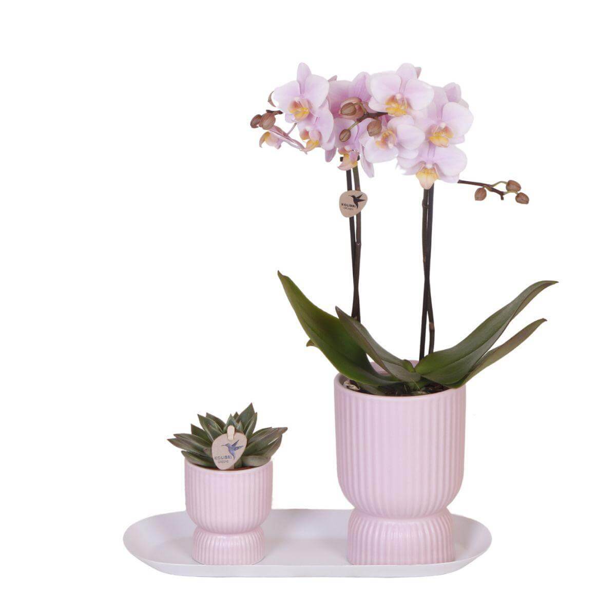 Kolibri Orchidee Plantenset met roze bloempatroon in Floral Blush sierpotten en wit dienblad, roze orchidee en Rhipsalis, perfecte romantische decoratie.