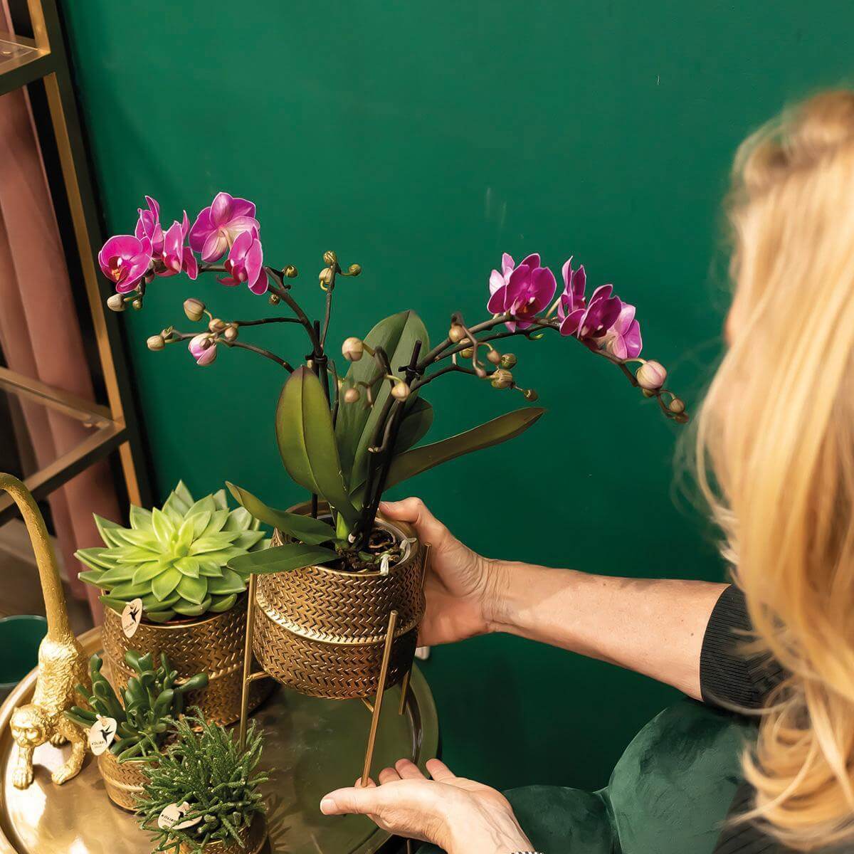 Paarse Phalaenopsis orchidee in goudkleurige Groove sierpot op bijzettafel, elegante bloeiende kamerplant in interieur.