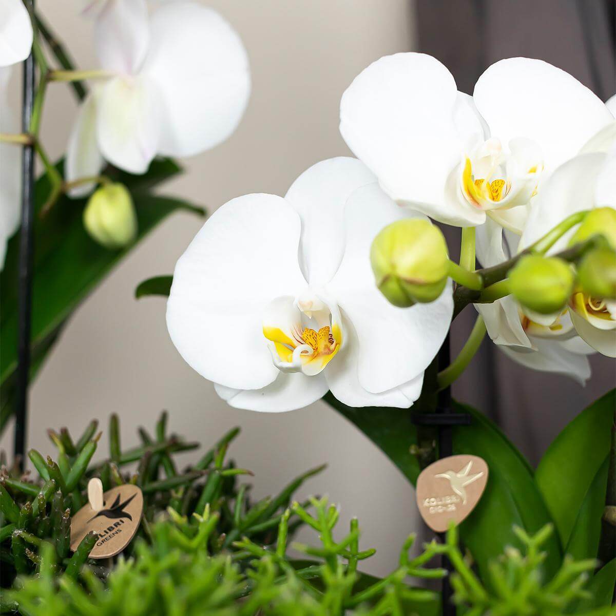 Witte Phalaenopsis orchidee Niagara Fall in pot Ø12cm, bloeiende kamerplant met grote bloemen, vers van de kweker