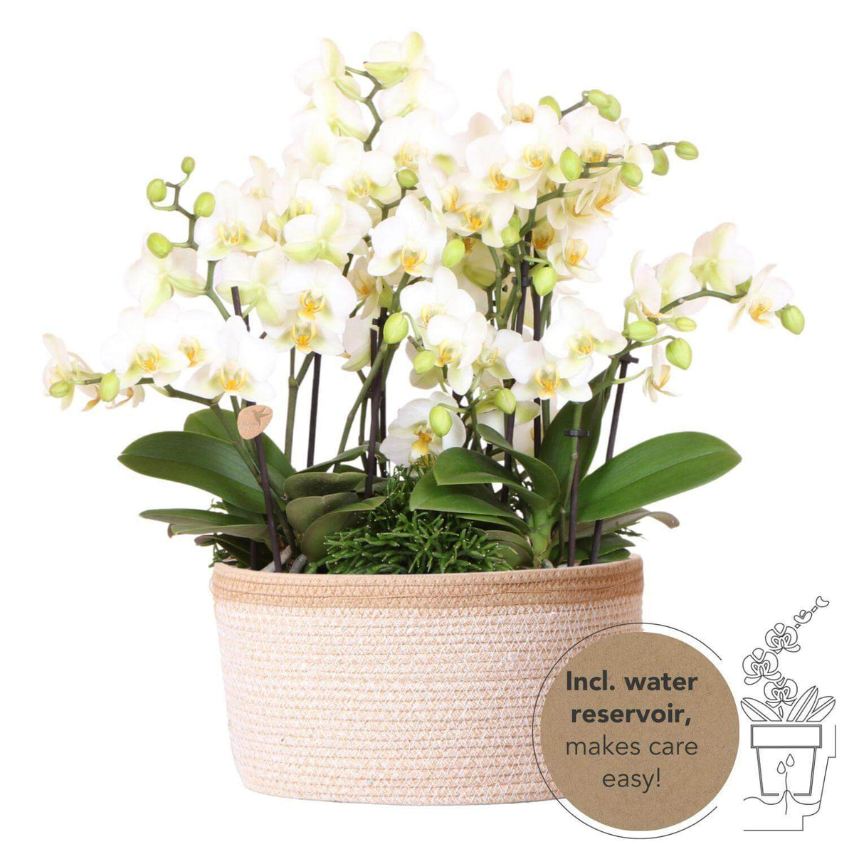 Witte Kolibri Orchids en groene planten in een katoenen mand met waterreservoir, Jungle Bouquet wit.