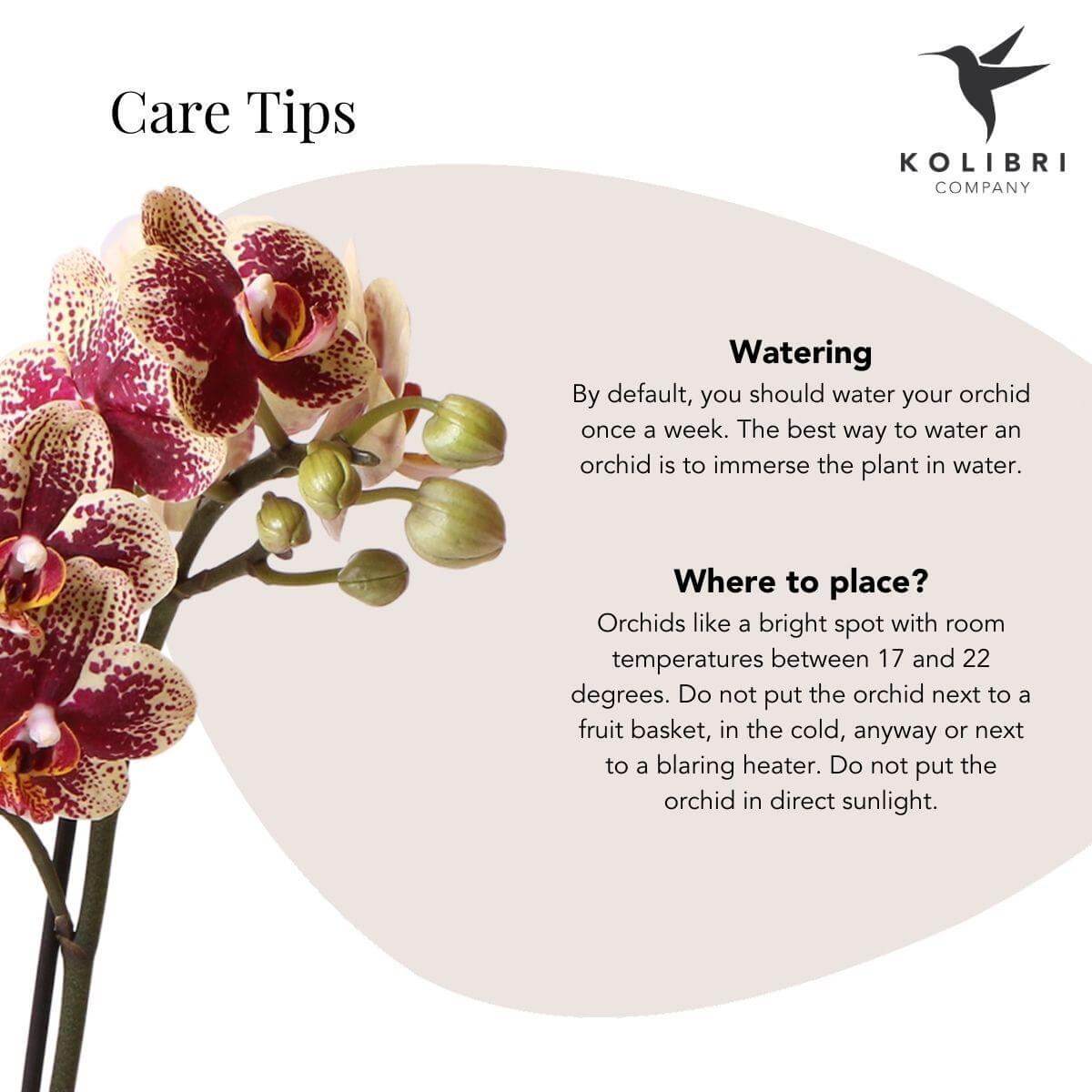 Kolibri Orchids verzorgingstips met gele en rode Phalaenopsis orchidee. Leer water geven en ideale plaatsing.