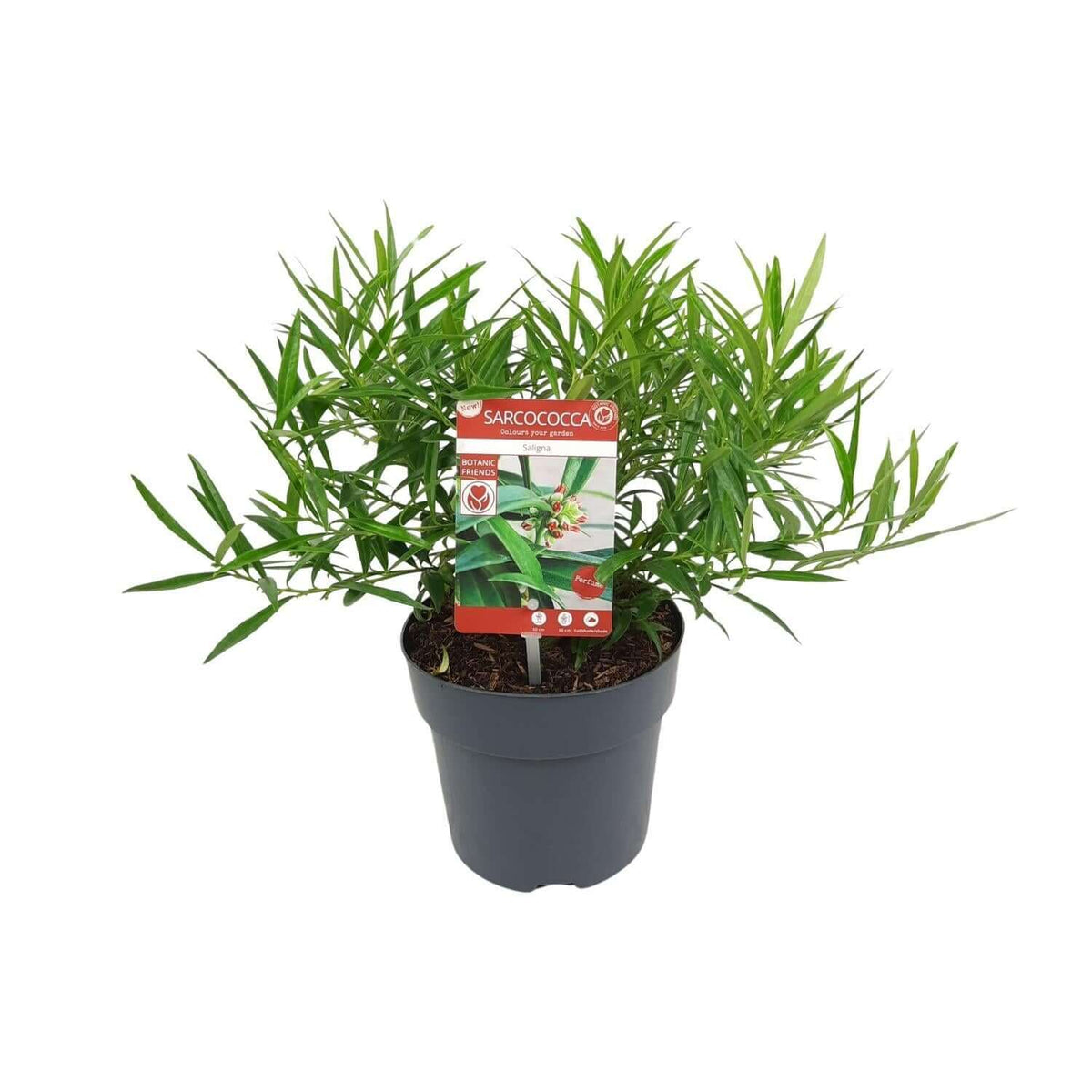 Sarcococca Saligna in pot, winterharde en wintergroene plant voor buiten, ideale keuze voor tuin en landschap, Ø17cm ↨25cm