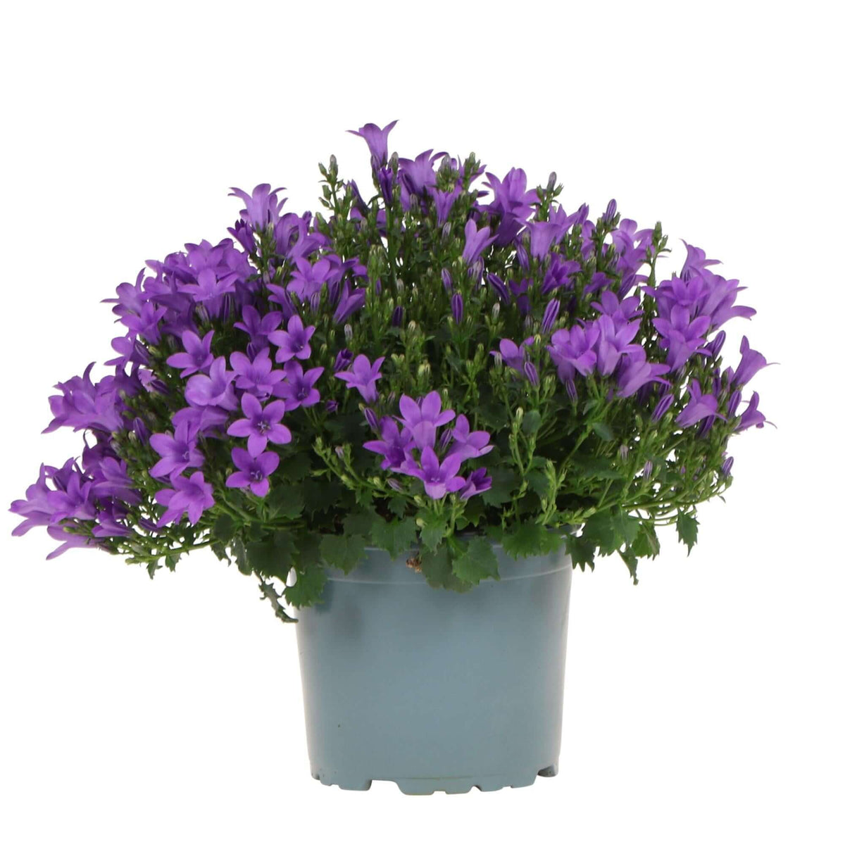 Campanula Addenda Klokjesbloem in purple pot, 12cm, winterharde plant, wintergroene plant, perfect for winter gardens.