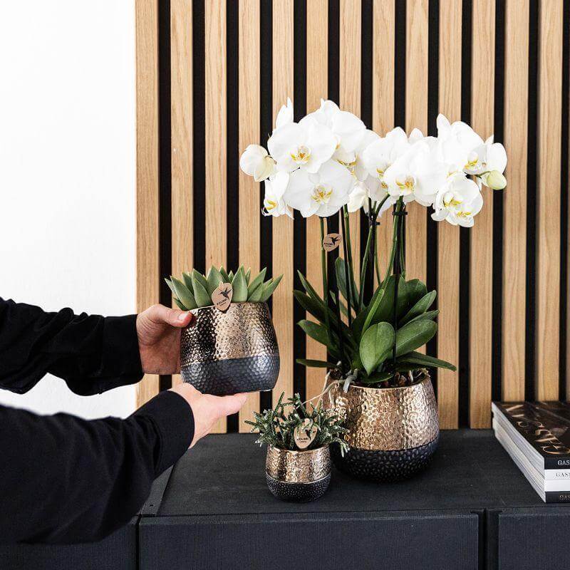 Hand met plantenset met Phalaenopsis orchidee en succulenten in koperkleurige sierpotten op zwarte kast voor houten wand.