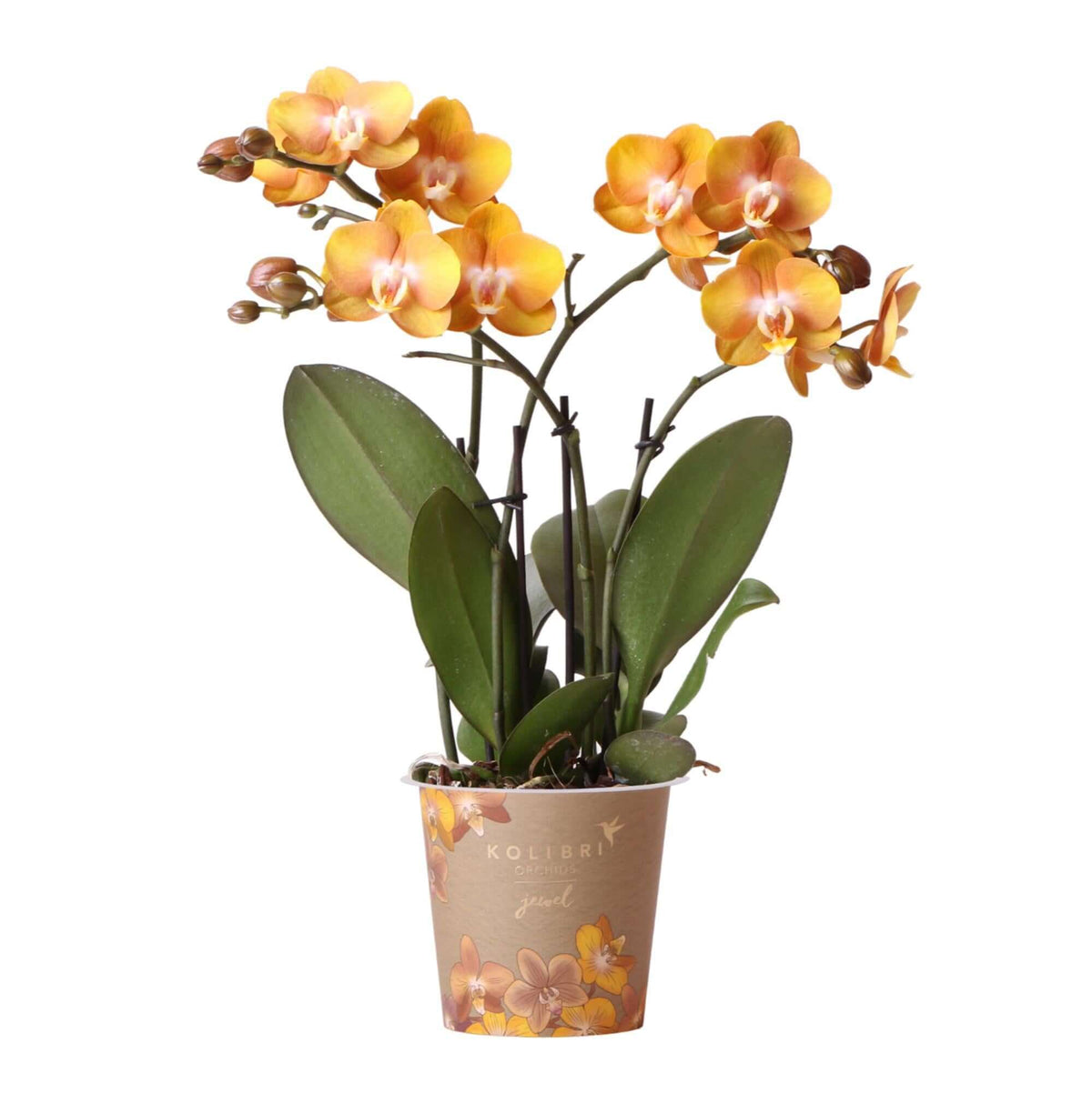 Oranje gouden Phalaenopsis orchidee in potmaat Ø12cm met kleurrijke bloemen - vers van de kweker, Kolibri Orchids.