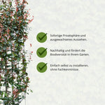 Photinia Fraseri 'Carré Rouge' hedge with text about privacy, biodiversity, and easy installation.